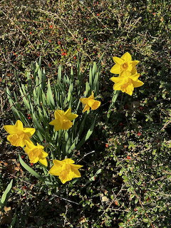 Yellow daffodils blooming in a garden bed with green leaves and ground cover