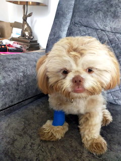 Shih Tzu Dog on Gray Couch
