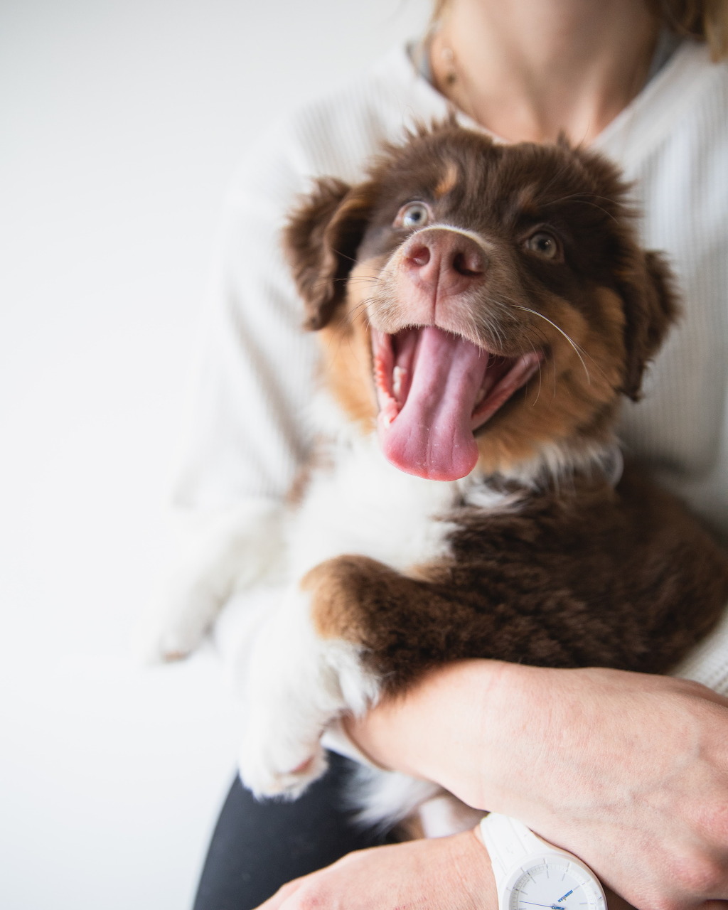 Happy brown and white Australian Shepherd puppy being held with tongue out and mouth wide open