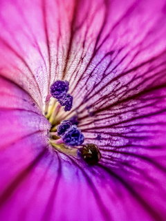 Macro close-up of a pink flower with purple stamens and veined petals