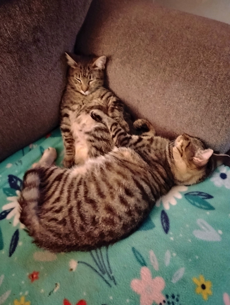 Two tabby kittens sleeping together on a floral blanket on a couch
