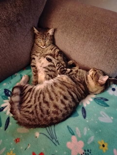 Two Tabby Kittens Sleeping