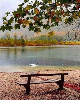 Autumn Lake with Swan