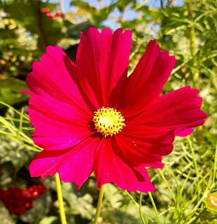Close-up of a vivid pink cosmos flower with a yellow center in a green garden