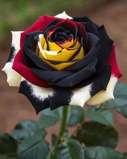 Close-up of a rose with black, yellow, red, and white petals on a green stem