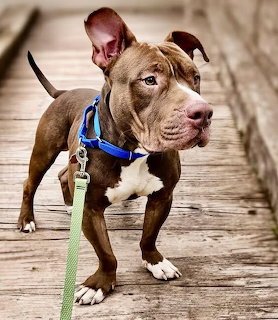 Brown pit bull dog with blue collar standing on wooden deck