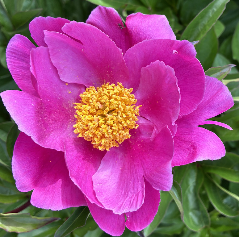Close-up of a vivid pink peony flower with a yellow center and green foliage