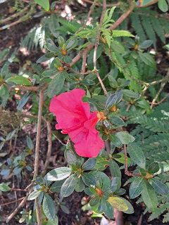 Pink hibiscus flower in bloom surrounded by green foliage and branches