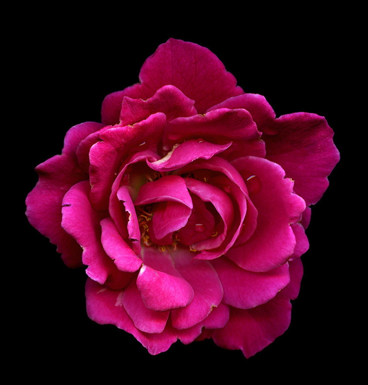 Close-up of a deep pink rose in full bloom against a black background