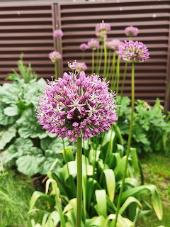 Purple ornamental allium flower in a garden with green leaves and a wooden slatted fence behind it.