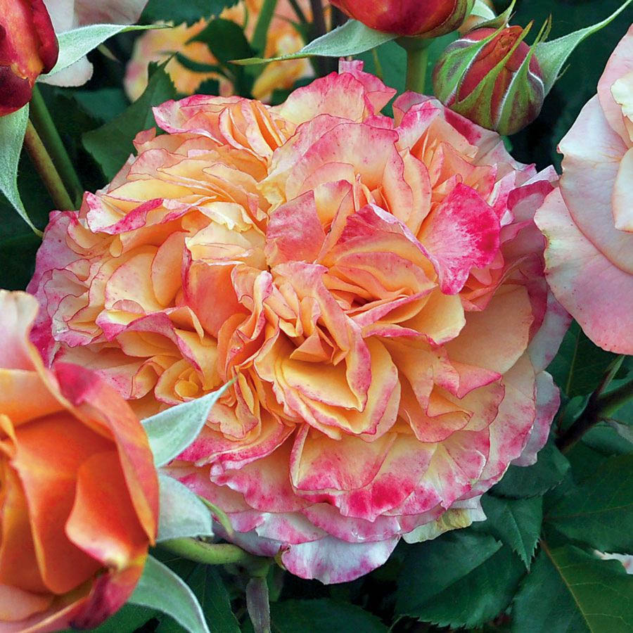 Close-up of a pink and yellow striped rose flower with green leaves