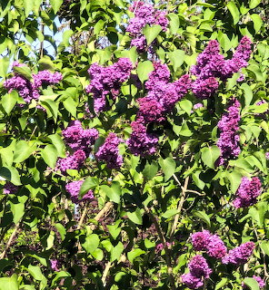 Purple lilac blossoms on a leafy shrub in bright sunlight