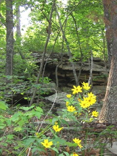 Yellow wildflowers growing near a rocky ledge in a green deciduous forest