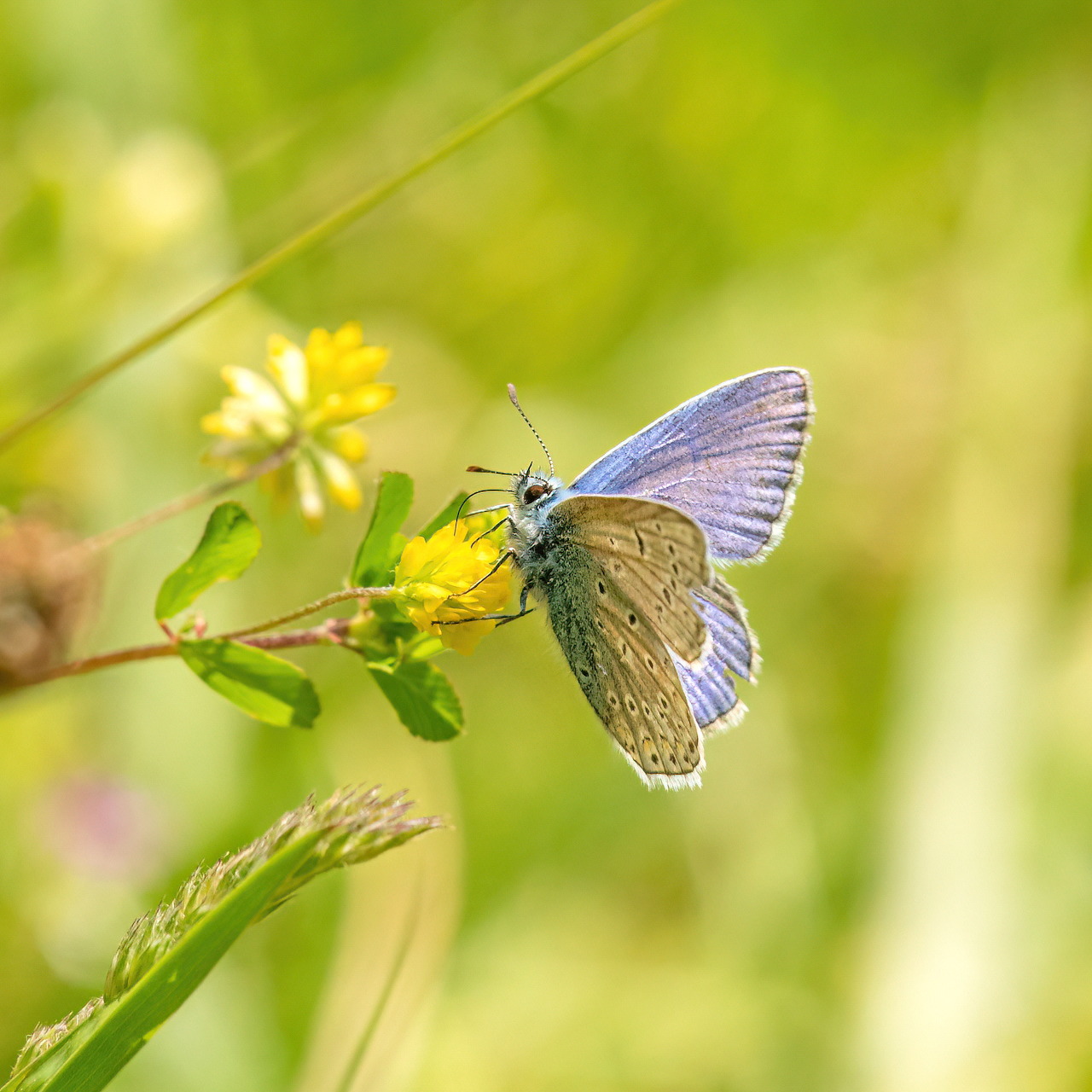 Blue and brown butterfly on yellow flower with green blurred background