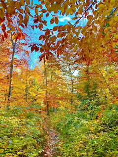 Forest trail surrounded by colorful autumn trees with red, orange, yellow, and green leaves