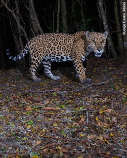 Jaguar walking on a leaf-covered forest floor at night