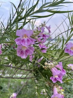 Pink and lavender desert willow flowers with narrow green leaves against a pale sky