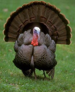 Wild Turkey Display