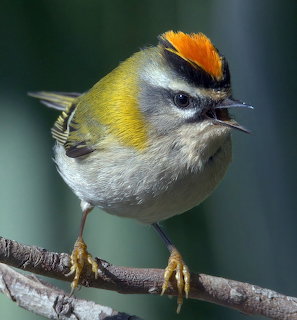 Small firecrest bird with orange crown stripe perched on thin branch