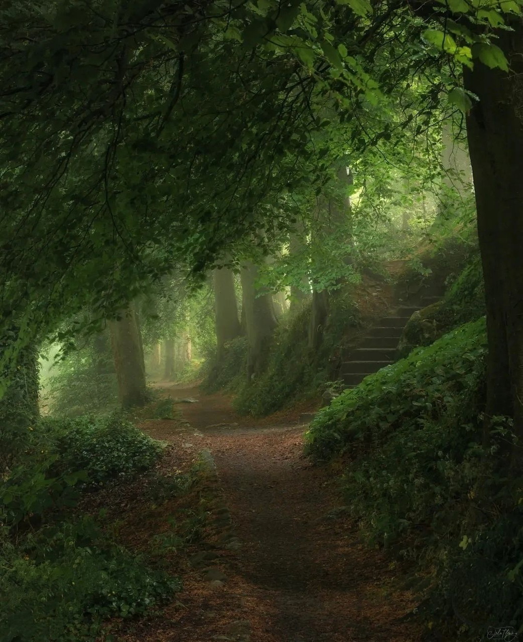 Misty forest path lined with green trees and dappled light leading to stone steps