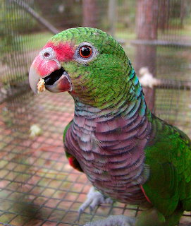 Green and burgundy Loro Vinoso parrot with red face patch perched in wire enclosure