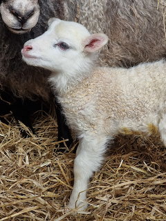 White newborn lamb standing next to adult sheep on straw