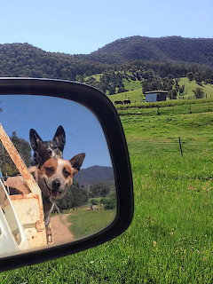 Australian Cattle Dog visible in truck side mirror with green hills and mountains in background