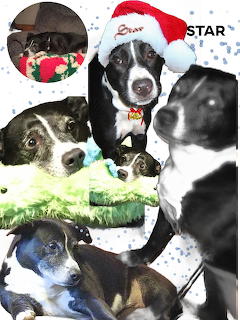 Collage of black and white dog named Star in multiple photos, some with Christmas Santa hat and holiday decorations