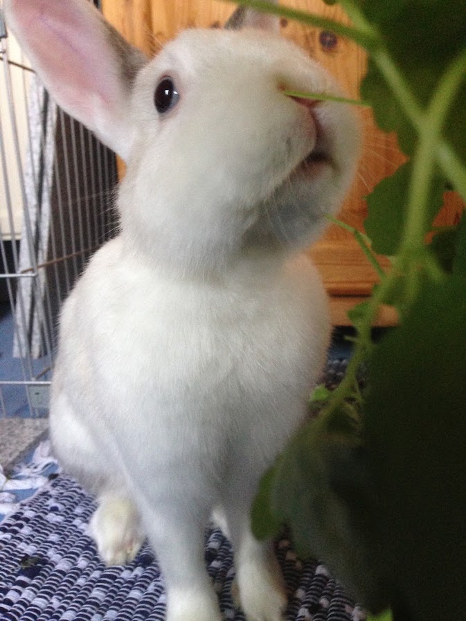 Angel Bunny Zoe