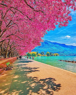 Pathway under blooming pink cherry trees beside turquoise lake with mountains beyond
