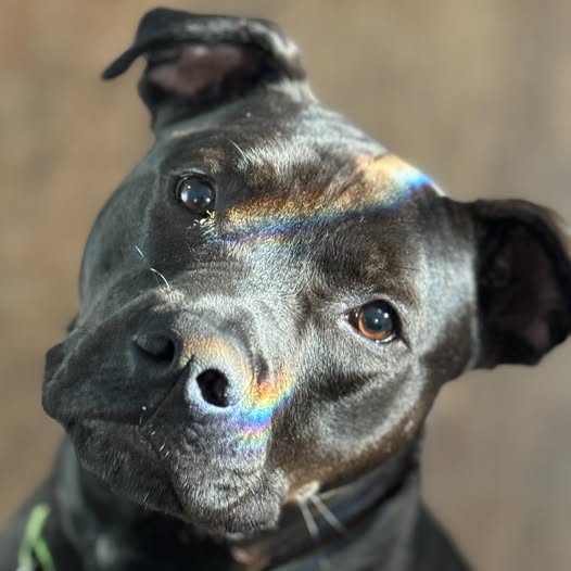 Black dog with a tilted head and rainbow light across its face and nose.