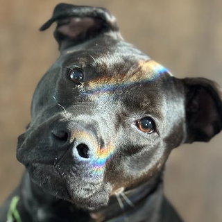 Black Dog Rainbow Portrait