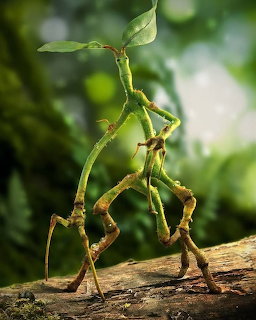 Two walking stick insects on a tree branch with a blurred green forest background
