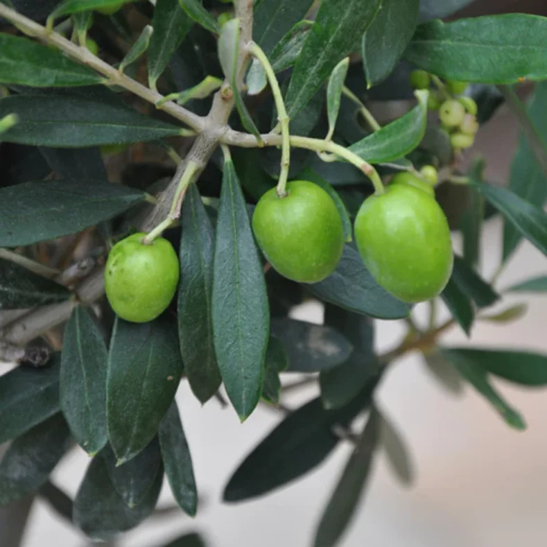Close-up of green olives on an olive tree branch with dark green leaves