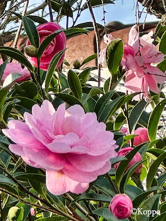 Pink Camellia Flowers