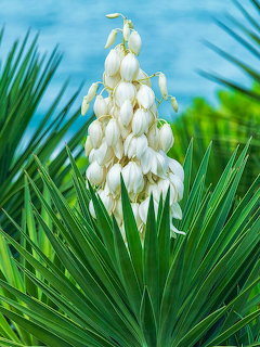 White yucca flowers blooming on tall stem with spiky green leaves