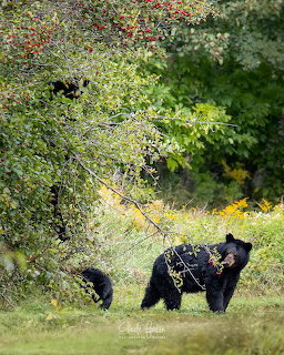 Mother black bear with cubs foraging under a berry tree on green grass