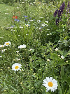 Wild Garden Daisies