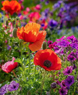Orange Poppy Garden Flowers