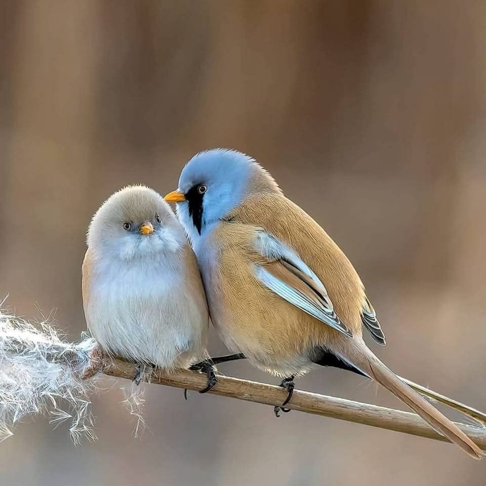 Two bearded reedling birds with blue-grey heads and tan bodies sitting side by side on a frosted branch