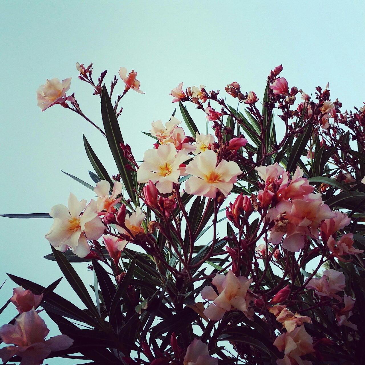Pink White Flowers