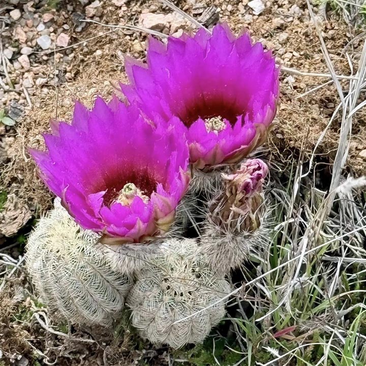 Two bright magenta cactus flowers blooming on a round spiny cactus in desert setting