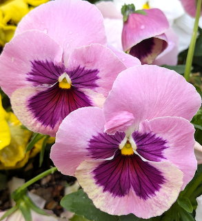 Pink Pansy Flowers
