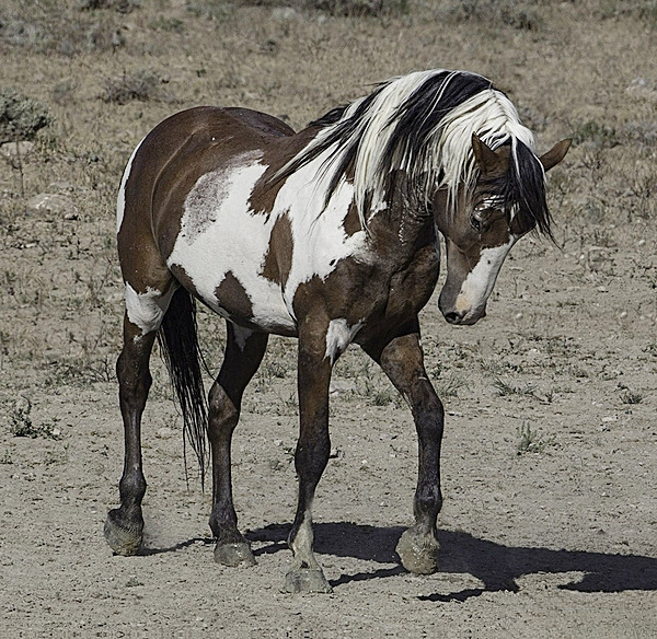Brown and white pinto horse with flowing mane standing on bare ground