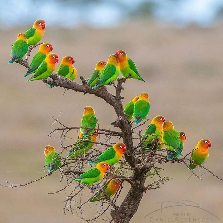 Lovebirds on Branch