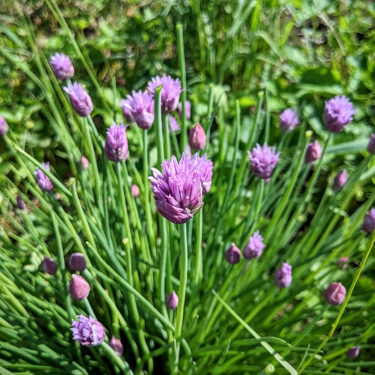 Purple chive flowers with round pompom blooms on tall green stems in a garden setting