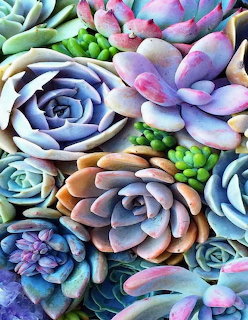 Colorful Suculents