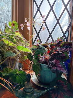 Potted begonia plants with variegated leaves and pink bloms on a window sill with leaded glass window