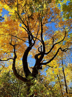 Looking up at a twisted tree trunk with bright golden and orange autumn leaves against a blue sky