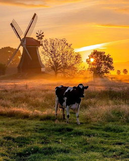 Black and white cow in a grassy field at sunrise with a windmill in the background